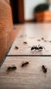 Ant Infestation, Small Black Ants Crawling on the Floor, Pest Control Problem, Home Hygiene. Royalty Free Stock Photo