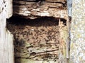 Pismire animals living in old wall, Lithuania