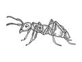 Ant insect sketch vector illustration