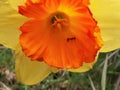Ant Inside a Yellow and Orange Daffodil Royalty Free Stock Photo