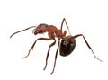 Ant isolated