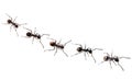 Ant isolated on white