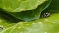 An ant and a jumping spider on a lush green leaf.
