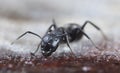 Ant Royalty Free Stock Photo