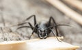 Ant Royalty Free Stock Photo
