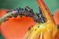 An Ant (Lasius niger) farming Blackfly (Aphis fabae) on an Orange Nasturtium, (Tropaeolum) Royalty Free Stock Photo