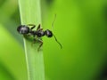 Ant on leaf