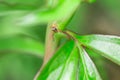 Ant on the leaf Royalty Free Stock Photo