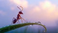 Ant on leaf with dew drops at sunrise. Royalty Free Stock Photo