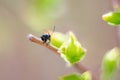 Ant on leaf, macro, selective focus. Royalty Free Stock Photo