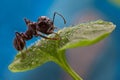 Ant on a leaf