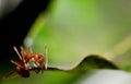 Ant on the leaf Royalty Free Stock Photo