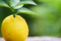 Ant on the lemon fruit on nature green background on summer / Fresh lemon with leaves