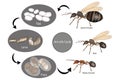 Ant Life Cycle. Stage of development Ant Royalty Free Stock Photo