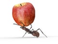 Ant is lifting an apple isolated on a white