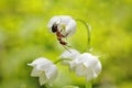 Ant on Lily of the valley flowers. Royalty Free Stock Photo