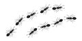 Ant line trail, small pest chain, black insect marching, animal colony, black silhouettes bug top view. Vector illustration