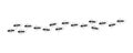Ant line trail, small pest chain, insect marching, animal colony, black silhouettes bug top view. Vector illustration