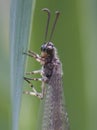 An ant lion Royalty Free Stock Photo