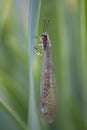 An ant lion Royalty Free Stock Photo