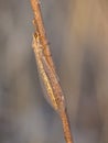 Ant lion on imago in natural space Myrmeleon formicarius