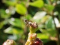 Ant on a bud