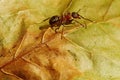 Worker ant on a leaf. Gradient background. Autumn background