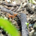 Ant looking for food between the stones Royalty Free Stock Photo