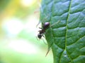 Ant looking over defocused macro green leaf edge Royalty Free Stock Photo