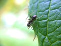 Ant looking over defocused macro green leaf edge Royalty Free Stock Photo