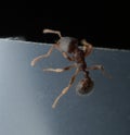 Ant macro Royalty Free Stock Photo