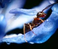 Ant macro Royalty Free Stock Photo