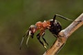 Ant Royalty Free Stock Photo