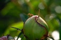 Ant macro on peony bud Royalty Free Stock Photo