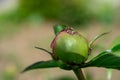 Ant macro on peony bud Royalty Free Stock Photo