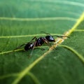 Ant macro shot eating little bugs