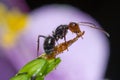 Ant Royalty Free Stock Photo