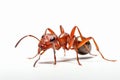 ant macro white background Royalty Free Stock Photo