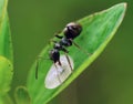 Ant with maggot