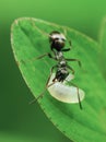 Ant with maggot Royalty Free Stock Photo