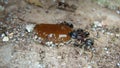 Ant. many ants , worker ant. ants is eating sugar. close up of ants are working closeup ant macro photo insects, insect, bugs, bu