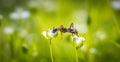 Ant in the meadow drinks nectar from a white flower Royalty Free Stock Photo