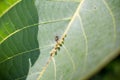 Ant milking aphids. On a green leaf