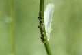 Ant milking aphids