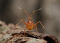 The Ant mimic crab spider Royalty Free Stock Photo