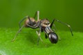 Ant-mimic jumping spider Royalty Free Stock Photo