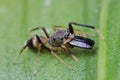 An ant-mimic jumping spider Royalty Free Stock Photo