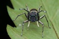 Ant-mimic jumping spider Royalty Free Stock Photo