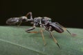 Ant-mimic jumping spider Royalty Free Stock Photo