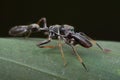 Ant-mimic jumping spider